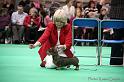 Crufts2011_2 1443